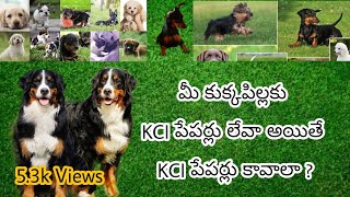 How to get KCI paper to my dog  Full Explaination in Telugu  KCI drive for NonKCI dogs  Telugu [upl. by Mosenthal]