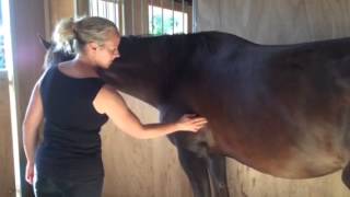 Signs of ulcers in horses 1 [upl. by Uaerraj]