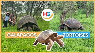 Galapagos Giant Tortoise Facts  How long does a Galapagos Tortoise live 🤔🐢 [upl. by Ky983]