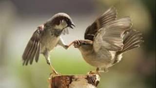 LES OISEAUX GAZOUILLENT AU PRINTEMPS [upl. by Waltner]