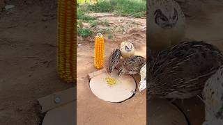 Create Easy DIY Trap  Quail Trap shorts [upl. by Llerrehs982]