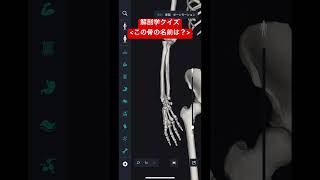 機能解剖学 勉強法 骨 橈骨 teamLab Body Pro アプリを使用しています。 [upl. by Tayyebeb231]