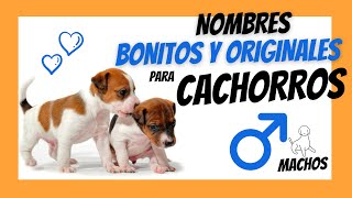 NOMBRES PARA PERROS MACHOS PEQUEÑOS  Los más Bonitos y Divertidos que verás HOY [upl. by Johnath388]