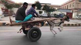 Donkey Cart in Lahore Pakistan [upl. by Cavallaro]