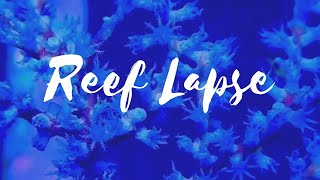 Blueberry Gorgonian Feeding Time Lapse at Elite Reef of Denver Colorado [upl. by Ahto35]