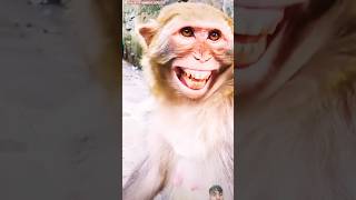 😂🙉🔥😈Bandar ki hasi nahi ruk Rahi hai 😂🔥 monkey funny comedy animals cute funnyvideos youtube [upl. by Moor]