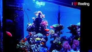 Chris Reef 300l 80gal powered by Ecotech Marine Vortech amp Radion xr30w Pro [upl. by Brie]