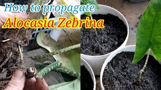 HOW TO PROPAGATE ALOCASIA ZEBRINA  SIMPLY GARDENING [upl. by Gino]