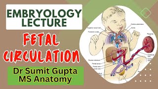 Fetal Foetal Circulation amp Changes after birth  Embryology [upl. by Fitts889]