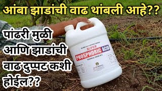 आंबा झाडांची खुंटलेली वाढ कारणे आणि उपायपांढरी मुळी phosphoric acid uses in agreeculture [upl. by Itida]