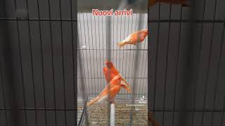 Canarini rossi canarini ornitologia birds birdslover pets uccelli pets [upl. by Alegnaoj274]