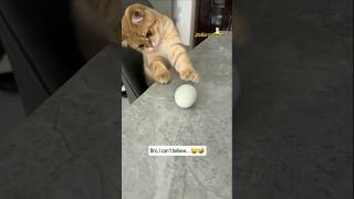 Gato Vs Huevo  Bro I CanT Beliebe😂🤣 VideoDivertidos Brisas [upl. by Palila648]