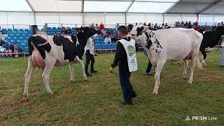 concurso de ganado de Raza Frisona en Renedo de Piélagos [upl. by Rosalie]