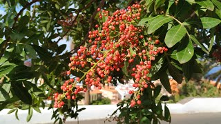 Mild Brazilian Pepper  pink peppercorns from a tree Schinus terebinthifolius [upl. by Youlton509]