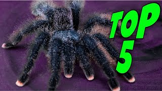 Top 5 Tarantulas for KIDS amp TEENS [upl. by Mathilde]