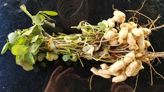 Fresh Peanuts Arachis hypogaea off the plant [upl. by Tiffanle]