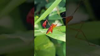 Leaffooted bug Playa del Carmen Mexico tropical Caribbean jungle insect life nature explore wild [upl. by Ivy]