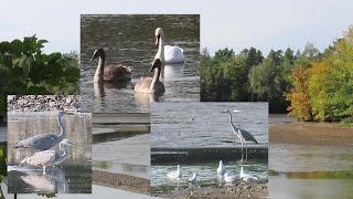 Am Mittelteich Moritzburg beobachtet  Graureiher Schwäne Möwen 0910 [upl. by Elleinahc]