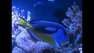 Paracanthurus hepatus Blue Tang Yellow Belly [upl. by Acinor417]