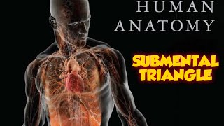 SUBMENTAL TRIANGLE  ANTERIOR TRIANGLES OF NECK [upl. by Elrod]