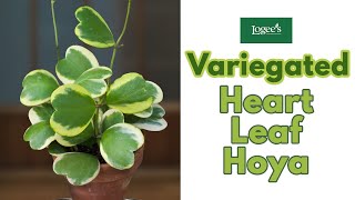 Variegated Heart Leaf Hoya Hoya kerrii Variegata  How to Grow and Care for the Heart Leaf Hoya [upl. by Marpet]