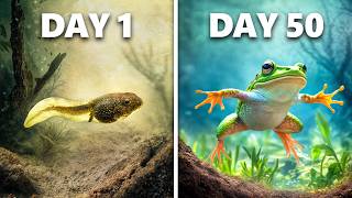 Raising Tadpoles to Frogs 50 Day Evolution [upl. by Anirbak993]