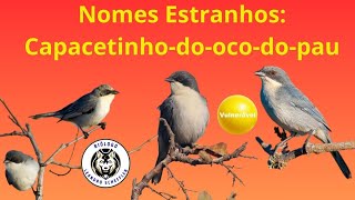 Nome Estranhos Capacetinhodoocodopau Poospiza cinerea educaçãoambiental [upl. by Annairdna820]