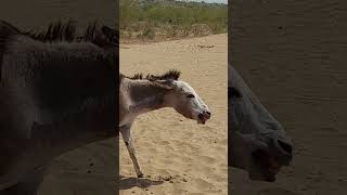 beautiful moment of donkey donkey animalphotos ytshortsvideo donkeyfarm horse animalpictures [upl. by Faus]