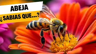 ¿Sabías Esto Sobre las Abejas Datos Fascinantes abejas abejasnativas [upl. by Hyo]