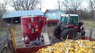 Grinding cattle feed from ear corn recipe part 2 [upl. by Nylla]