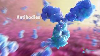 How do Antibodies Work [upl. by Anayi271]