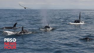 Group of orcas attack and sink vessels off Iberian Peninsula [upl. by Penman505]