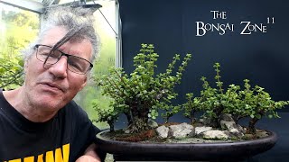 Pruning My Portulacaria afra Forest The Bonsai Zone July 2024 [upl. by Rudelson]