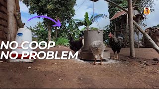 NO COOP NO PROBLEM  Starting Chickens Without a Chicken House [upl. by Anh]