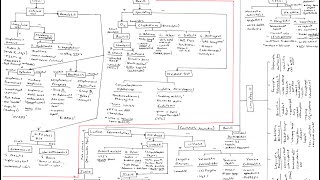 Microbiology Algorithm Gram Positive Cocci [upl. by Ahseik]