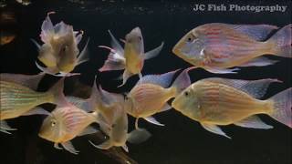 南美慈鯛 Geophagus sveni [upl. by Layap]