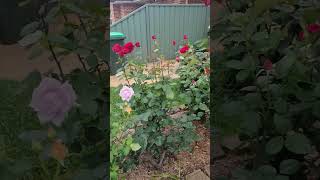 Garden Bed Roses Gourgeous [upl. by Jueta324]