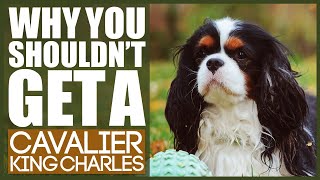 Why You SHOULD NOT TO GET A CAVALIER KING CHARLES SPANIEL [upl. by Radmen]