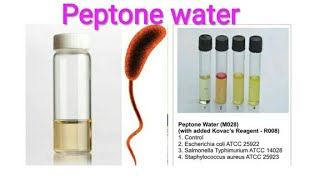 Peptone water preparation and uses [upl. by Pinelli]