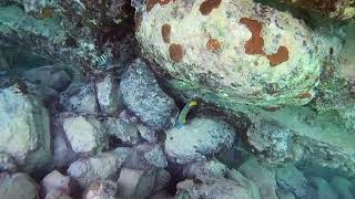 Snorkelling at the Decameron Resort in Montego Bay Jamaica [upl. by Phillipe]