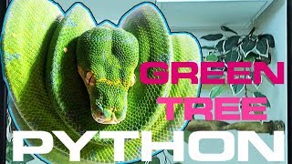 GREEN TREE PYTHON SETUP CARE AND HUSBANDRY [upl. by Sundberg]