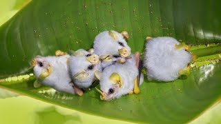 How TentMaking Bats Adapted to Build Leafy Homes [upl. by Cazzie]