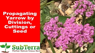 Propagating Yarrow Achillea Millefolium by Cutting and Division [upl. by Arracat]