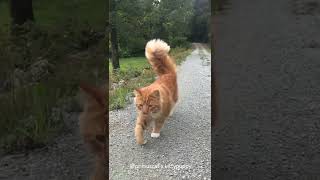 Primus Likes to Explore Nature  Norwegian Forest Cat [upl. by Chappie]