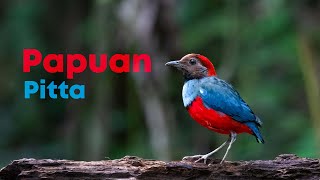 Papuan pitta or Erythropitta macklotii  4K  Nimbokrang West Papua Indonesia [upl. by Yahiya]