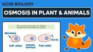 Osmosis in Plant and Animal Cells  GCSE Biology [upl. by Dralliw]