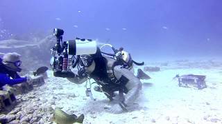 St Maarten Shark Dive [upl. by Nirb]