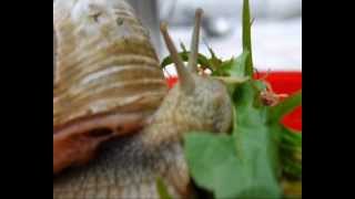 Schnecke beim Fressen [upl. by Varion]