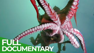 Mysterious Tentacles  Blue Realm  Free Documentary Nature [upl. by Yatzeck]