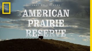 Last Wild Places American Prairie Reserve  National Geographic [upl. by Animehliw549]